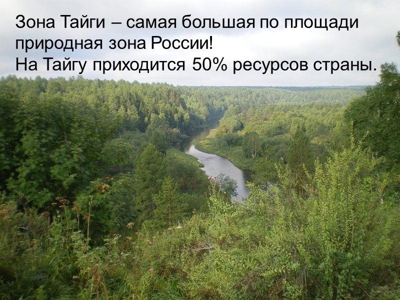 Зона Тайги – самая большая по площади природная зона России! На Тайгу приходится 50%